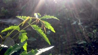 Azadirachta indica veya neem ağacı yaprakları rüzgar ve güneş ışınları ağaca düşen içinde el salladı.