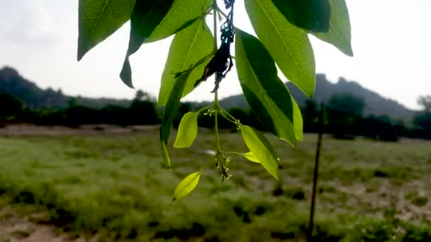 Neem Noir Dans Parc Agita Ses Branches Cause Vent — Video