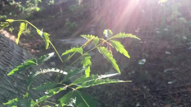 Azadirachta Indica Veya Neem Ağacı Yaprakları Rüzgar Güneş Işınları Ağaca — Stok video