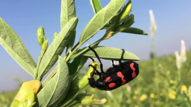 Nicrophorus Beetle Pest Äta Toor Dal Eller Duva Ärter Träd — Stockvideo