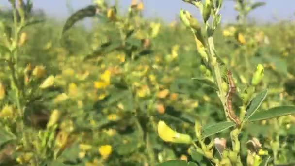 Burying 딱정벌레 애벌레 Karnataka 인도에 Toor Dal 비둘기 나무를 — 비디오