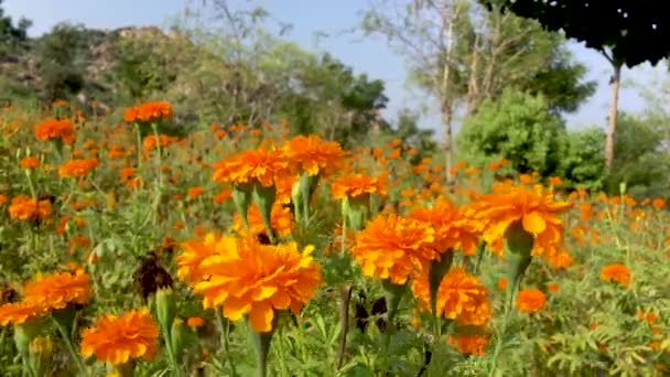 Marigold Flower New Indian Symbol Remembrance Indian Soldiers Who Fought — Stock Video
