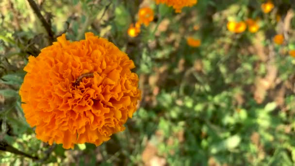 Primer Plano Larvas Comiendo Flor Caléndula Jardín — Vídeos de Stock
