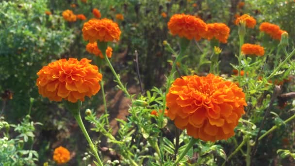 Ringelblume Als Neues Indisches Symbol Des Gedenkens Indische Soldaten Die — Stockvideo