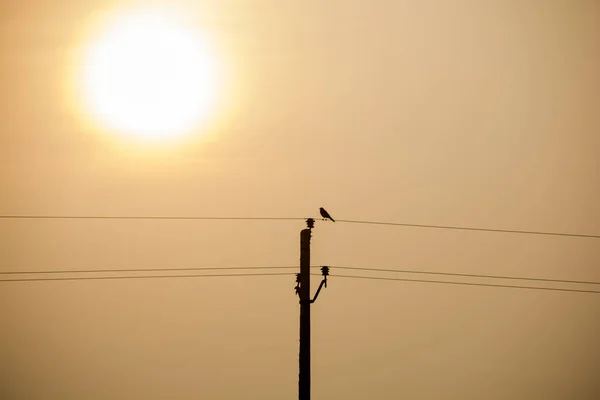 silhouette bird sitting on electric pole wire during sunset.