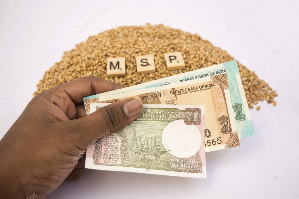 Maski,Karnataka,India - January 19,2019 :Concept of MSP or Minimum support price of Wooden blocks on pile of wheet grains with hands holding Indian currency on isolated background.