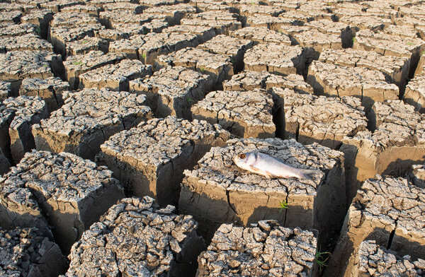 Крупный план умершей рыбы в высохшем пустом водохранилище или плотине из-за летней жары, низких осадков, загрязнения и засухи в северной Карнатаке, Индия
