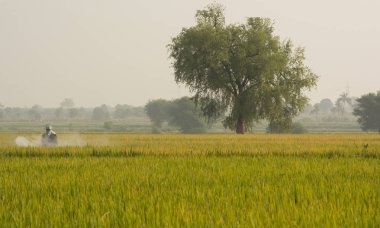 Maski,Karnataka,Hindistan - 2 Aralık 2,2017 : Çiftçi çeltik tarlasında böcek ilacı sıkıyor.