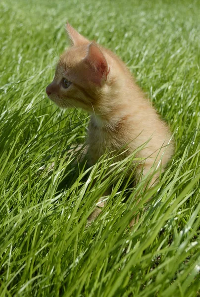 Pequeño Gatito Esponjoso Naranja Mira Atentamente Lado Sienta Una Hierba — Foto de Stock