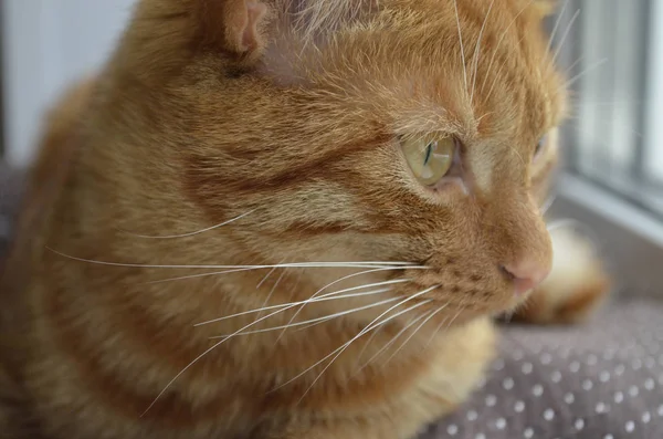 Gato Rojo Sienta Alféizar Ventana Una Ventana Cojín Marrón Bigote — Foto de Stock