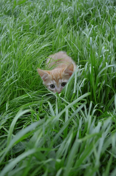 Gatinho Fofo Laranja Escondido Grama Verde Dia Verão Olha Volta — Fotografia de Stock