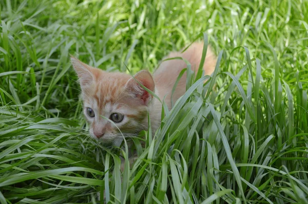 Gatinho Fofo Laranja Escondido Grama Verde Dia Verão Olha Volta — Fotografia de Stock