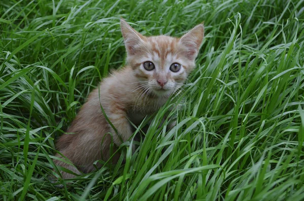 Pomarańczowy Puszysty Kotek Ukrywanie Zielonej Trawie Letni Dzień Wygląda Okrągłe — Zdjęcie stockowe