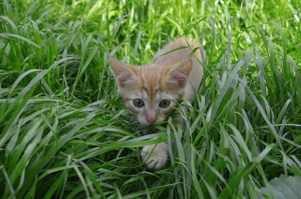 一只橙色蓬松的小猫 在夏日里躲在青草里 看着一轮大眼睛向前 老鼠猎人 — 图库照片