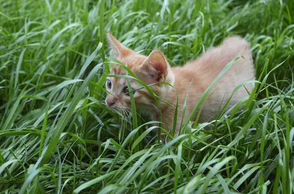 Oranžové Načechraný Kotě Skrývá Zelené Trávě Letním Dni Vypadá Kolem — Stock fotografie