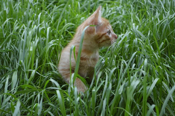 Pomarańczowy Puszysty Kotek Ukrywanie Zielonej Trawie Letni Dzień Wygląda Okrągłe — Zdjęcie stockowe