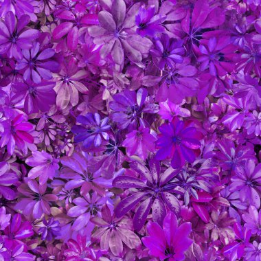 Dikişsiz desen, yaprakları, yaz, menekşe, ısı, flora, duvar kağıdı deseni, desen tekstıl, kartpostal, kimse, tasarım, resim, fotoğraf, soyut