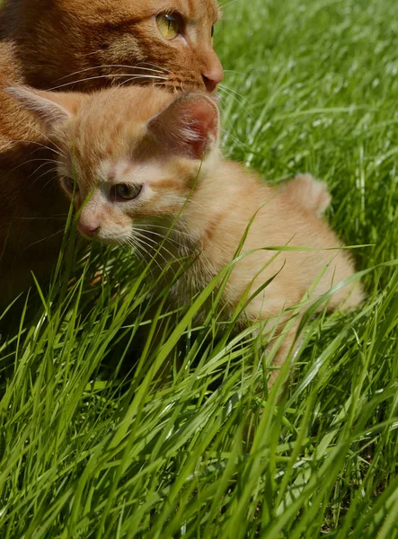 Gatinho Fofo Laranja Escondido Grama Verde Dia Verão Olha Volta — Fotografia de Stock