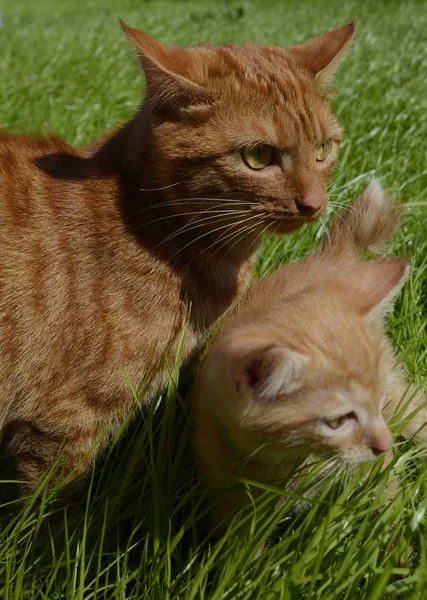 Oranje Pluizig Kitten Verbergen Het Groene Gras Een Zomerdag Ziet — Stockfoto