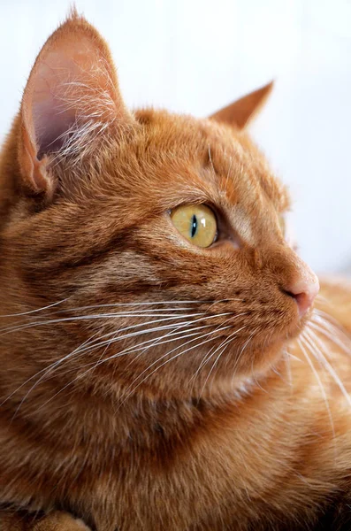 Gato Anaranjado Mira Con Atención Con Los Ojos Amarillos Costado — Foto de Stock