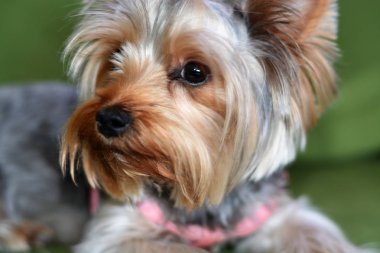 Yorkshire Terrier Köpek Yavrusu, köpek yeşil bir kanepe, büyük bir köpek yavrusu portre, dikey formatta, 8 aylık bir köpek yavrusu üzerinde yatıyor