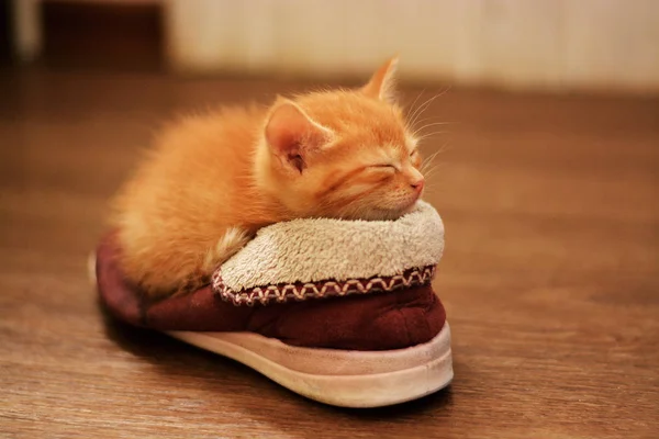 Little red kitten lies in a brown sneaker and sleeps with his eyes shut. Kitten in the house. Greeting card template