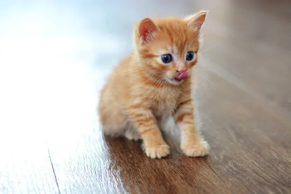 O belo gato vermelho senta-se com olhos abertos em um soalho marrom e olha na frente — Fotografia de Stock