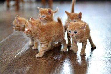 Küçük kırmızı kedi yavrusu yerde oynuyor, doğrudan bize bakıyor.