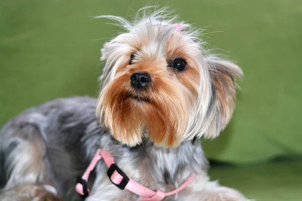 Hundvalp om Yorkshire förfärlig, hunden är lögnaktig på en grön soffa Royaltyfria Stockbilder