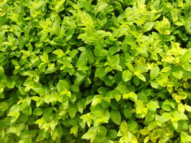 Güneşli bir günde yeşil tropikal yapraklar. Doku