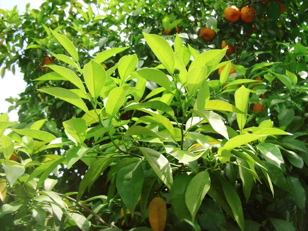 Green tropical leaves on a sunny day. Texture — Stock Photo, Image