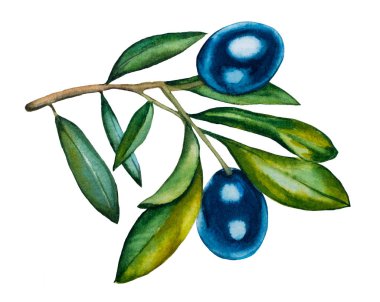 Beyaz arka planda bir zeytin dalı. İzole et