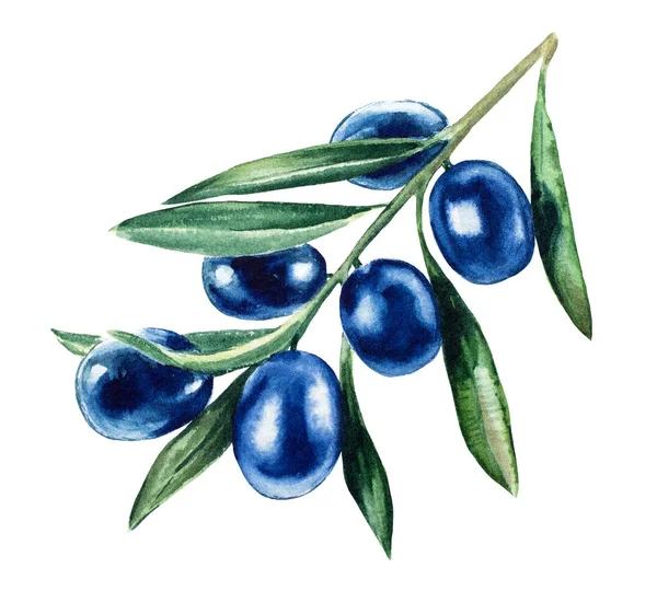 En gren av oliver på en vit bakgrund. Isolat — Stockfoto
