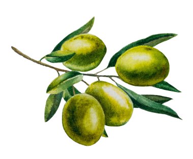 Beyaz arka planda bir zeytin dalı. İzole et