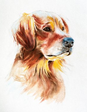 altın bir Retriever, tişört için Illustration suluboya portre