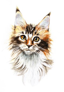 Suluboya Mainecoon kedi el çizilmiş pet portre Illüstrasyon izole