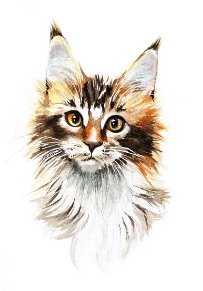 Watercolor MaineCoon Cat mão desenhada Pet Retrato Ilustração isolada — Fotografia de Stock