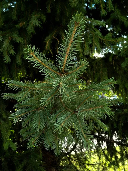 Background from green Fir tree branch. Fluffy young branch Fir tree with raindrops