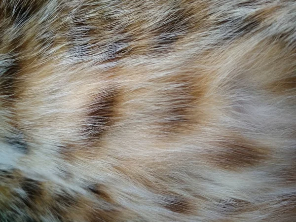cat hair texture macro, Abstract from the little cat, macro
