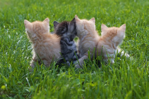 Små røde kattunger i grønt gress – stockfoto
