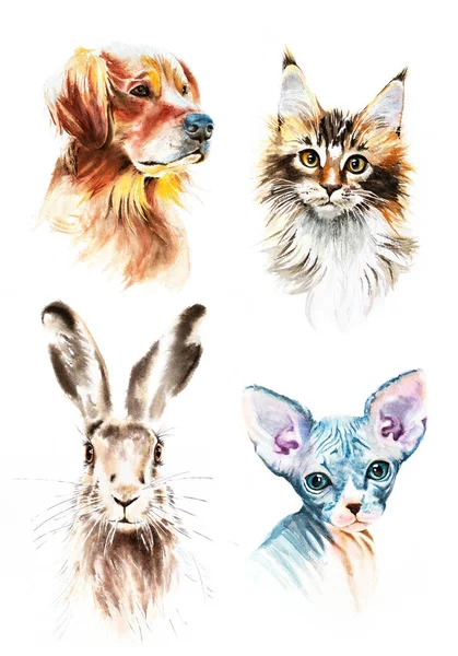 Acuarela gato perro conejito esfinge dibujado a mano mascota retrato Illustra — Foto de Stock