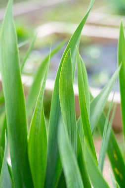 Bahçede soluk yeşil süsen yaprakları, dikey fotoğraf.