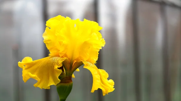 灰色の背景に黄色い虹彩の花 水平写真 テキストの場所 コピースペース — ストック写真
