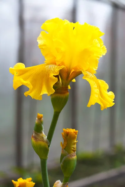 Yellow maroon iris flower on a gray background. Vertical photo, place for text, copy space.