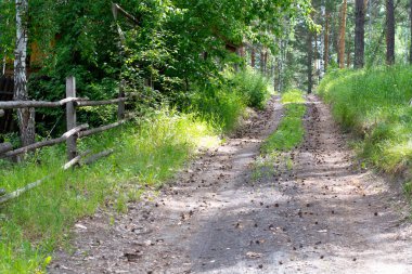 Çam ormanında bir köy yolu, yatay fotoğraf, gün doğumu veya batımı, ince kütüklerden ve yol boyunca huş ağaçlarından yapılmış bir çit, Rusya, Sibirya