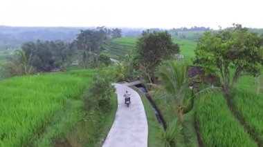 motorcu Bali. Pirinç tarlaları