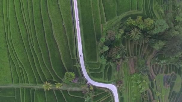 Anténa Úžasný Pohled Rýžových Polí Silniční — Stock video