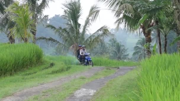 Pirinç Tarlaları Insanlar Yolda Bali Endonezya — Stok video