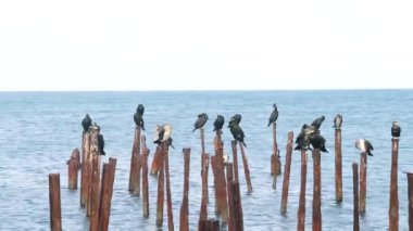 Kuşlar sopa suda oturmak