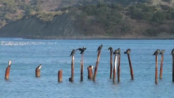 Les Oiseaux Assoient Sur Les Bâtons Dans Eau — Video